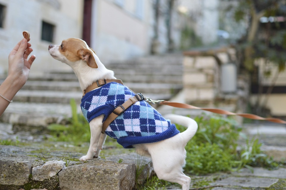 En lille hund i snor forsøger at få fat i den godbid, som den afbildede holder.