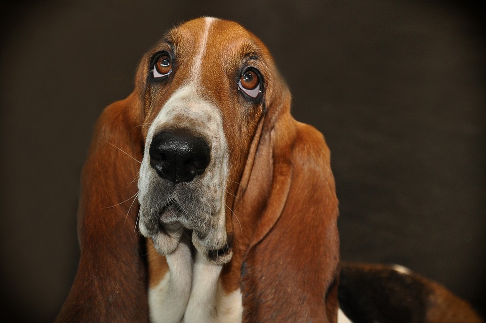 Basset ser bedende ud. Det er svært at modstå et sådant ansigtsudtryk, men nogle gange er det den bedste løsning.