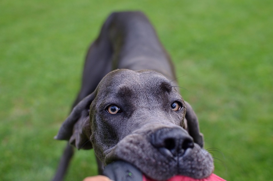 Weimaraner leger med et legetøj.