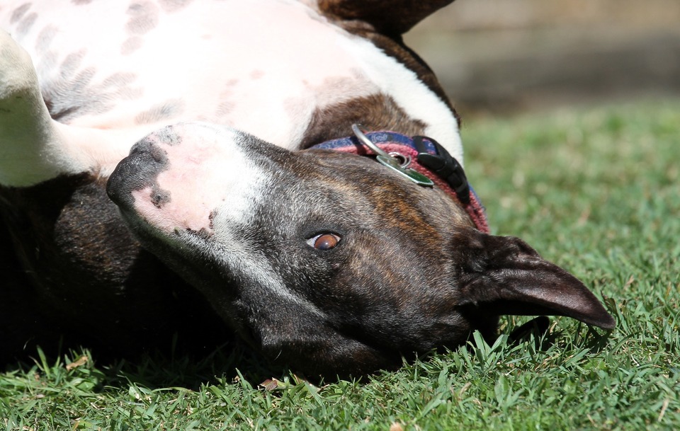 Bullterrier ligger på ryggen i græsset og ser med brune øjne