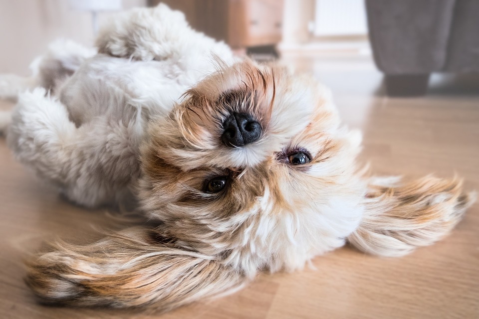 Små hunde trives i lejligheder i blokke. Det er vigtigt at give dem en passende aktivitet.