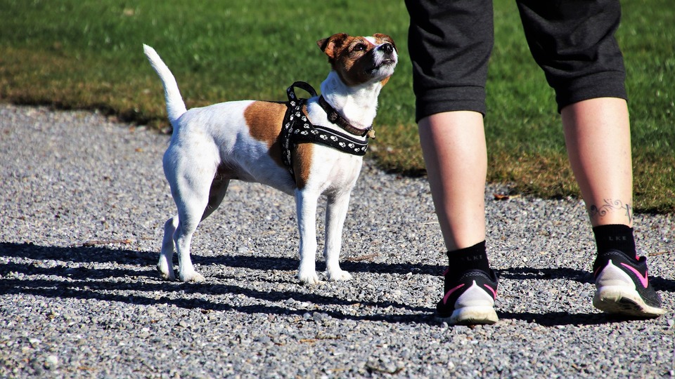 Reflekterende hundesele forbedrer synligheden betydeligt. Vær dog opmærksom på, at de kun fungerer ved mindst en minimal mængde lys, der kan reflektere blænding.