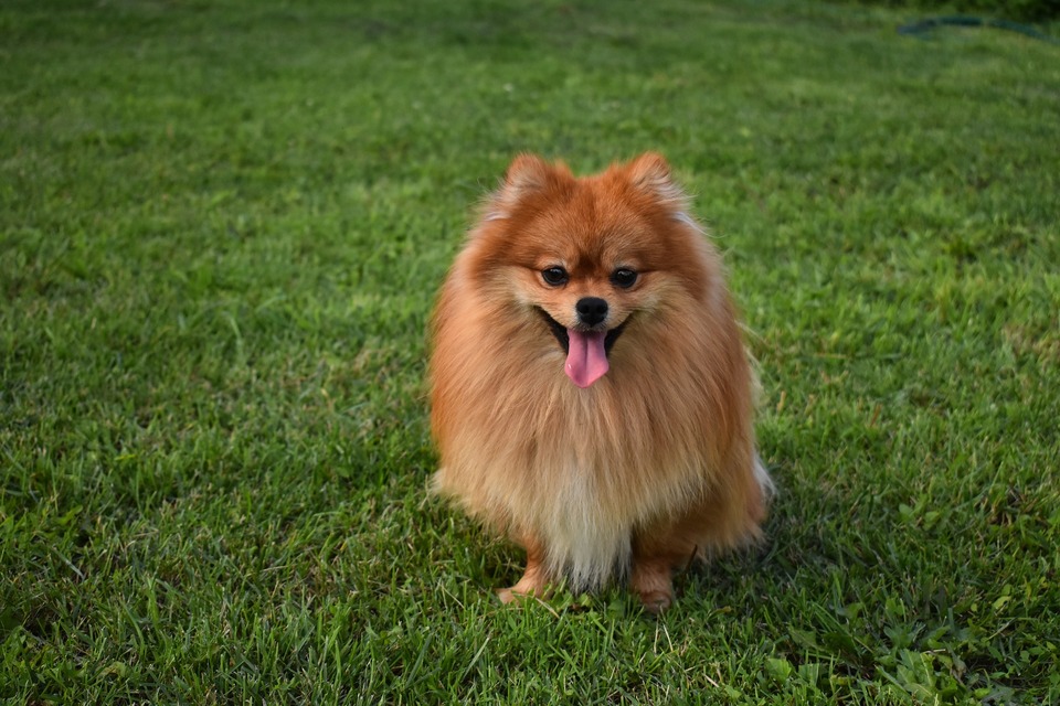 Voksen miniature spitzhund. En rød hund med et karakteristisk smilende udtryk i ansigtet.