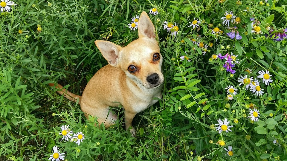 En lille blandingshund sidder på en eng mellem vilde blomster og urter