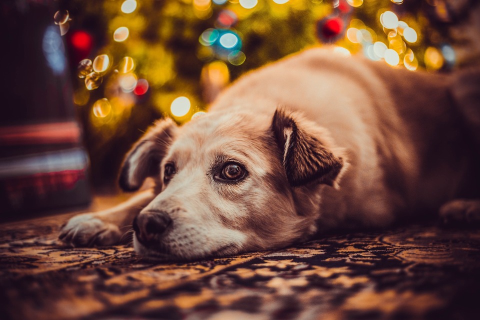Julen kan være en stressende oplevelse for en hund. Lad os derfor tage os god tid til kæledyr og give lidt ro.