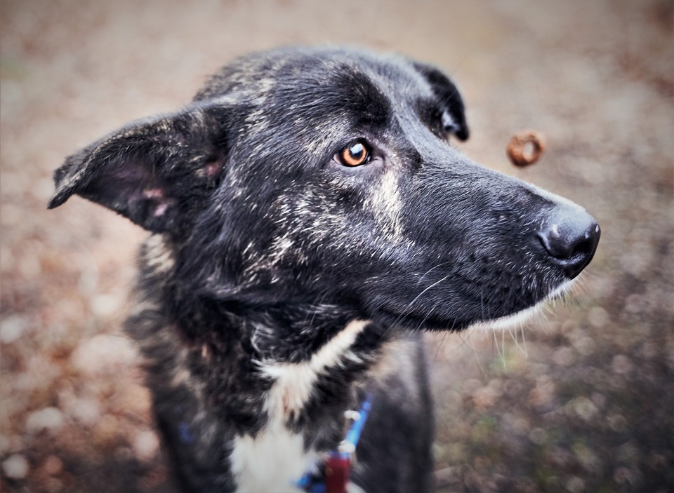 Den afbalancerede kost for vores hund kan varieres med sunde snacks. De leverer ikke kun vitaminer og næringsstoffer, men også glæde.