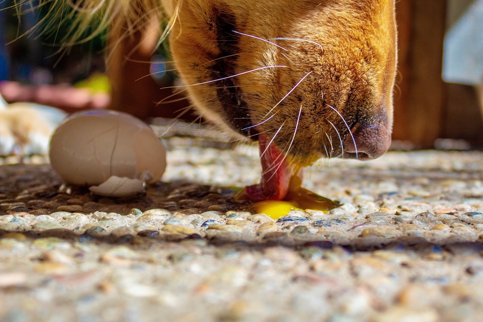 Hunden slikker det rå æggeblomme. Æg er en kilde til vitaminer og aminosyrer. De leverer biotin og omega-syrer.
