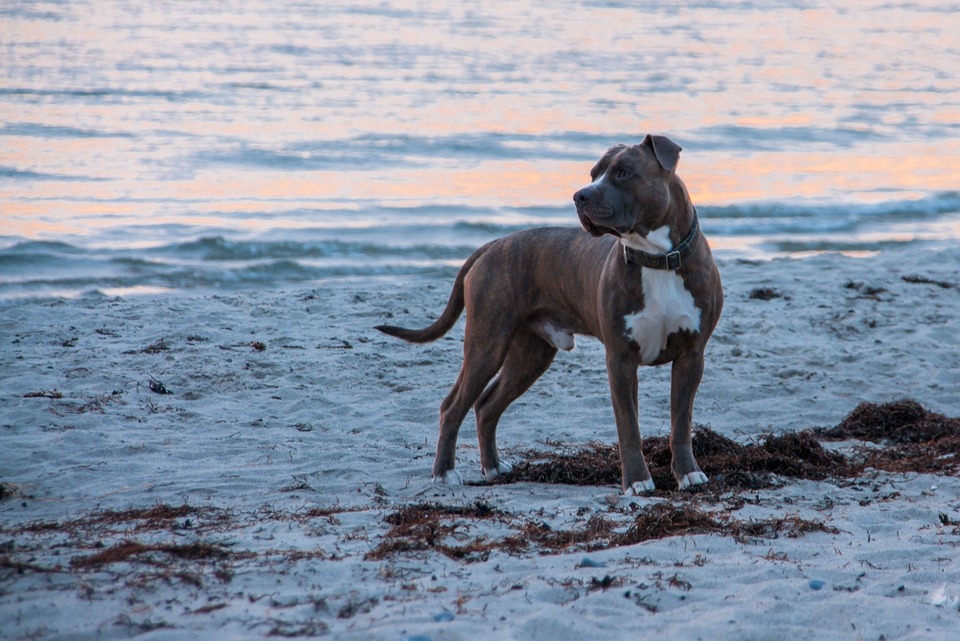 Den plettede Amstaff er en af farvevarianterne i denne race. I øjeblikket er blå eller himmelblå American Staffordshire Terrier ønsket.