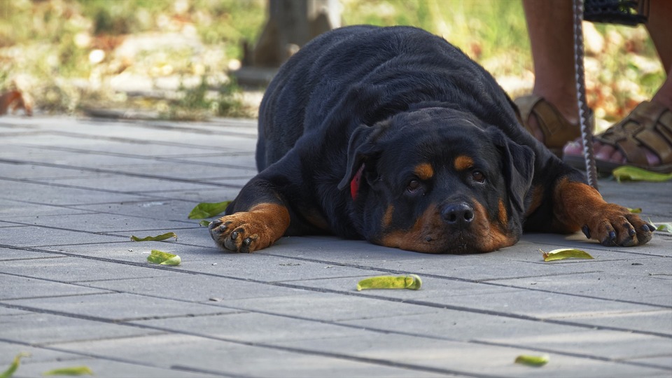 Overvægtig hund. Også fedme forårsager ledsygdomme og gangproblemer.