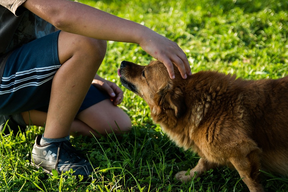 At klappe en hund. Hunde kan ikke lide at få kontakt og blive klappet på hovedet.