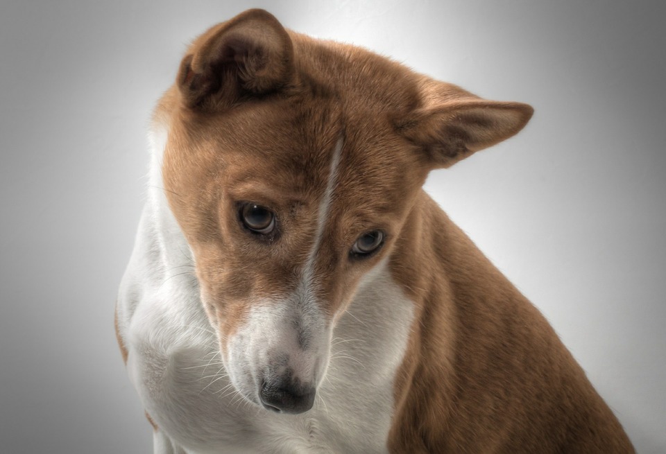Basinji-hunde gø ikke, men laver karakteristiske lyde, der ligner jodlen.