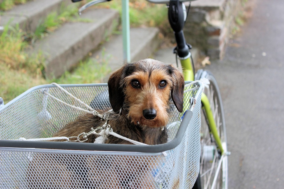 Hunden i kurven, fastgjort til kurven og cyklen. Rejse sikkerhed er af største betydning.
