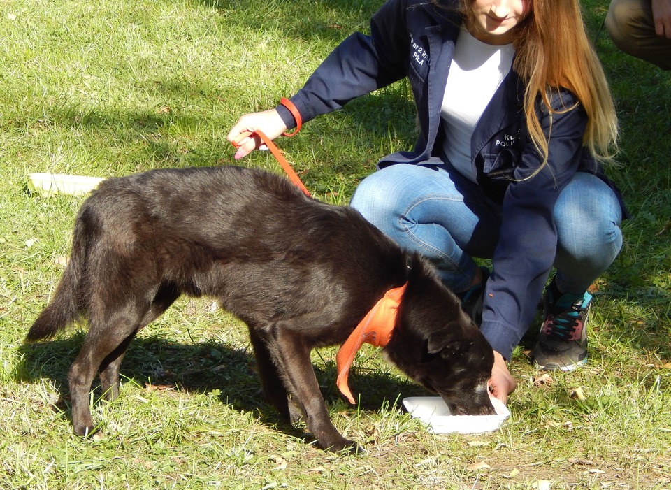 Reflekterende bandanas til hunde kan også se stilfulde og æstetiske ud.