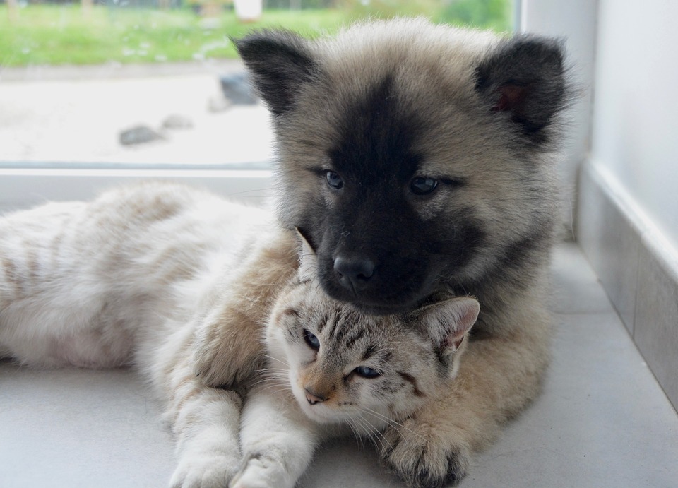 I stressede situationer kan en kat og en hund støtte hinanden. For dette er en passende socialisering mellem en hund og en kat nødvendig.