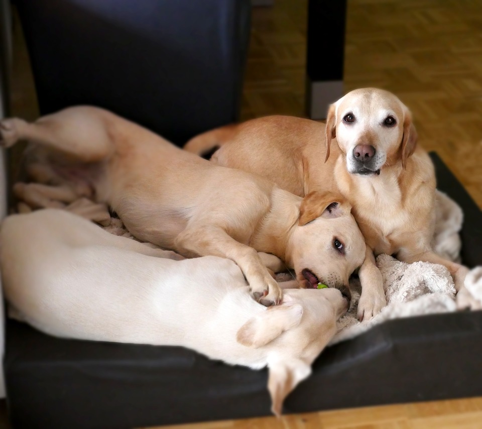 En hundemor med to Labrador Retriever hvalpe.