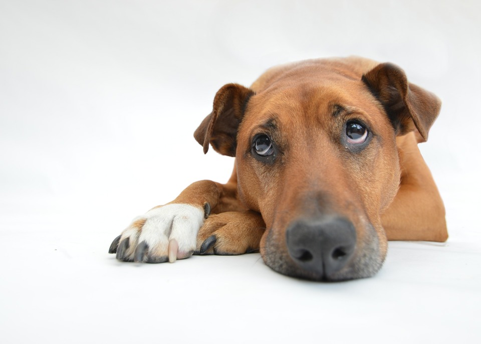 Hunden ligger på bagbenene og ser trist op. En hund, der lider af smerte, er ikke sig selv, den kan vise apatisk eller aggressiv adfærd.
