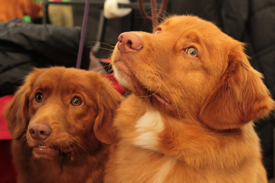 Nova Scotia Duck Tolling Retriever hund imponerer med sin røde, næsten ildelignende pels.