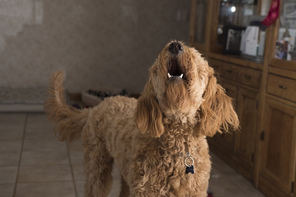 Bjæfning fra en hund er en mulig kommunikationsform. Det kan både være et tegn på glæde og et advarselssignal.