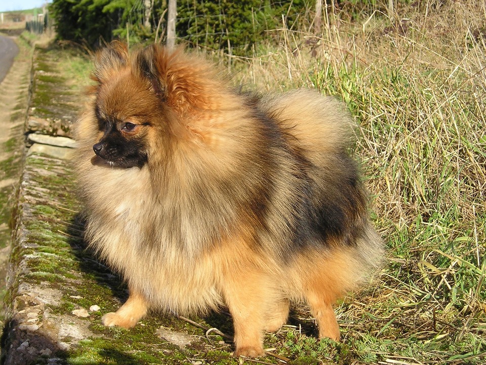Miniaturespitz med blandet farve. Han er stolt og fokuserer på vejskel.