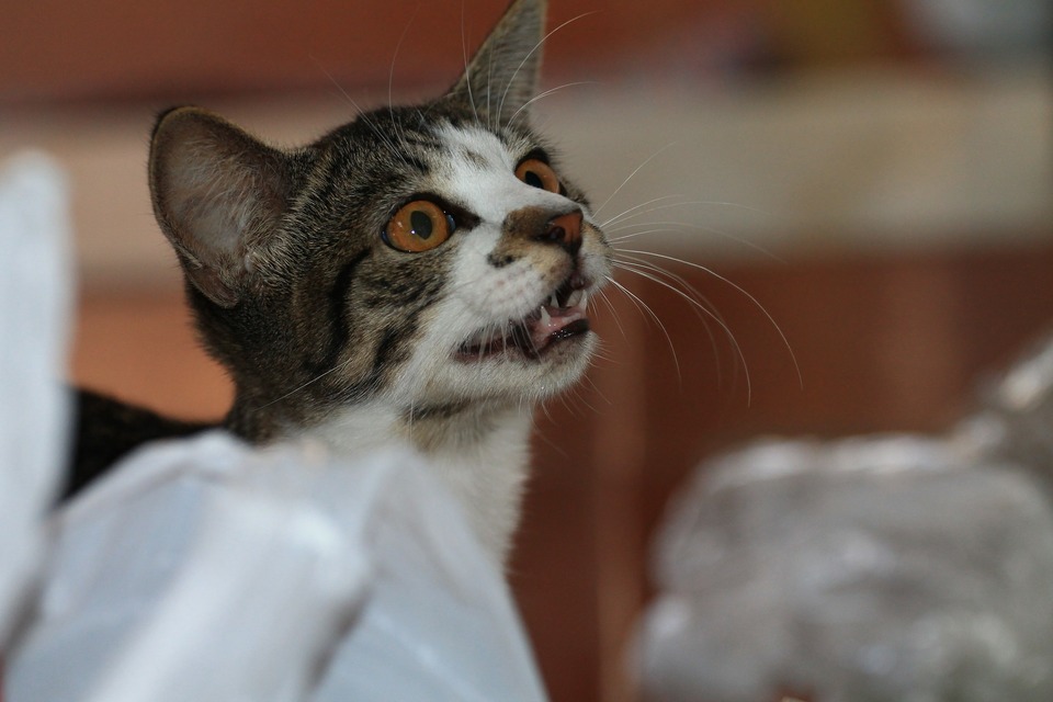 Derfor bør katten, når man vælger denne fodringsmetode, kun forsynes med kød fra pålidelige kilder, der er friskt og godkendt til menneskelig konsum.