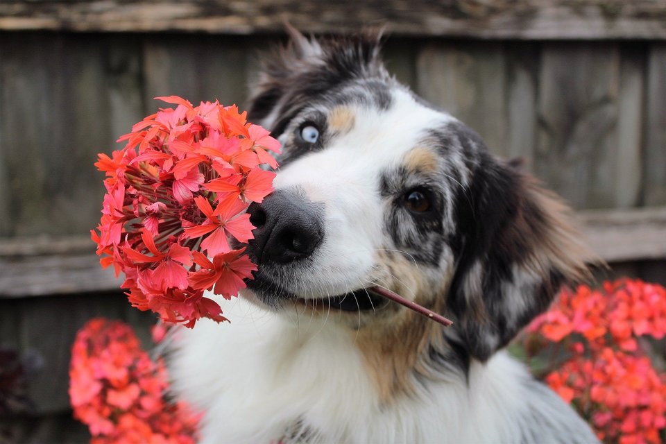 Den australske hyrdehund med blomster har tofarvede øjne. Nogle gange har hunde særpræg, der gør det lettere at vælge et navn til hunden.