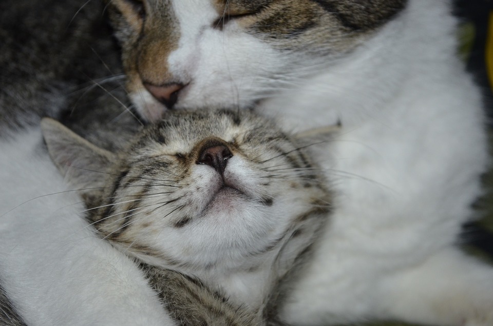 Katten vasker den anden mindre kat, der ligger ved siden af. Den vaskede kat ser tilfreds ud.