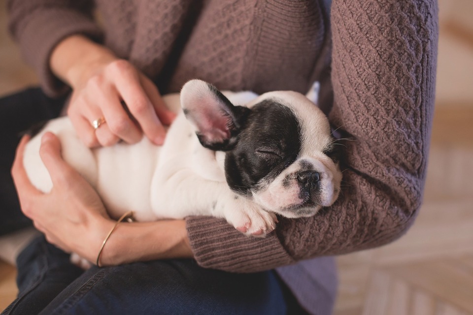 Fransk bulldog hvalp sover tæt på plejer.