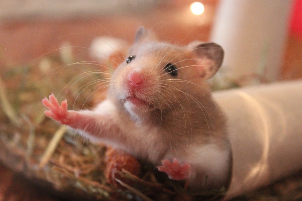 Udstyret i hamsterburet bør være rigt. Du kan bruge enkle husholdningsgenstande som en papirrulle som legetøj.