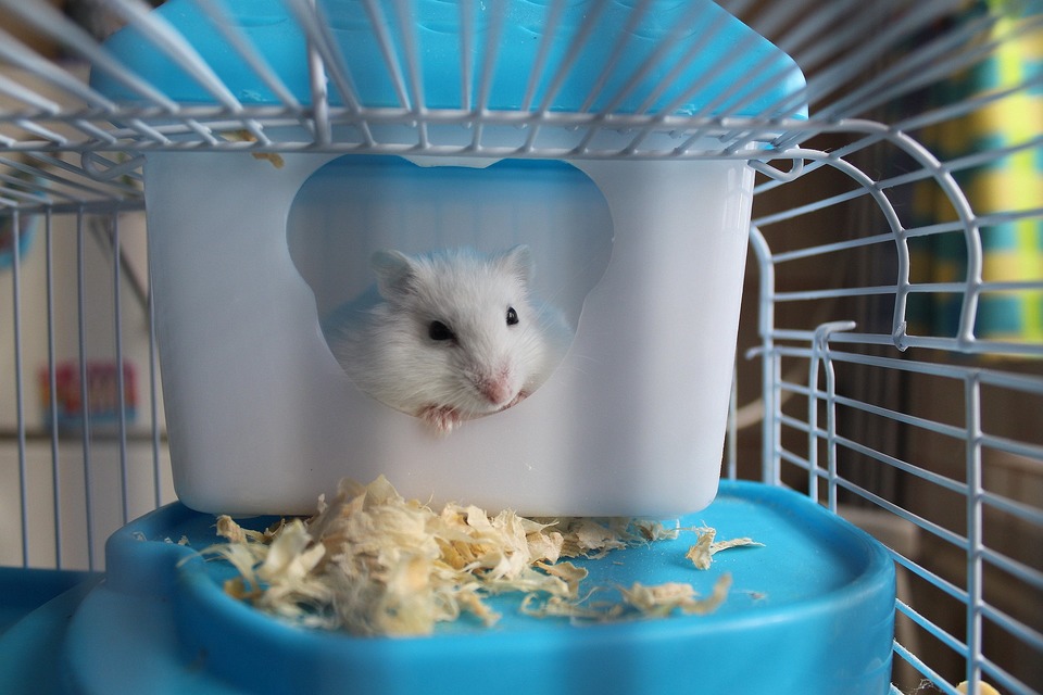 En hamster i et bur har en bund og et hus, der er stort nok.