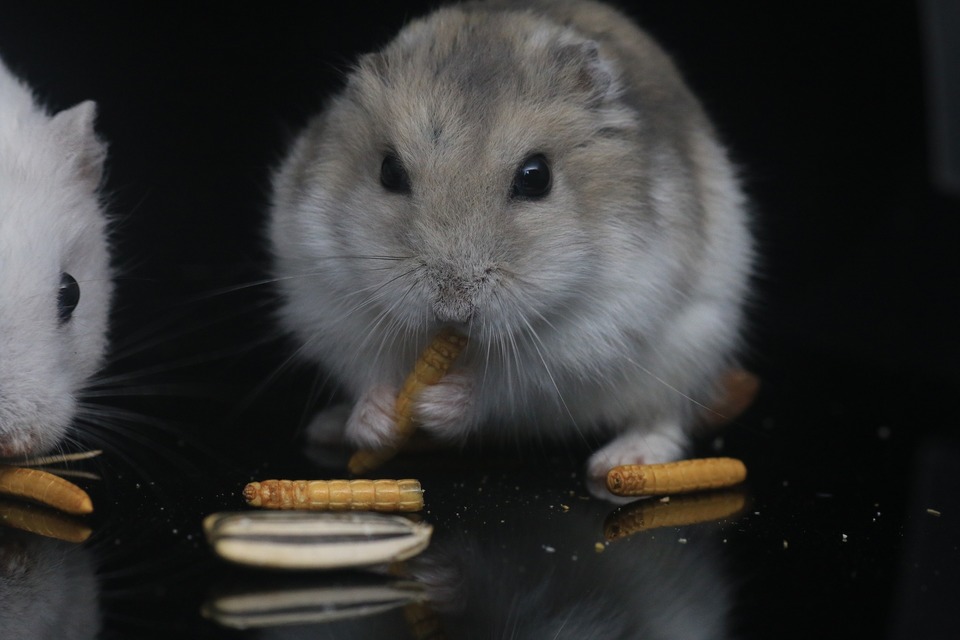 Hamstere skal have animalsk protein i form af tørrede melorme eller græshopper. Det er bedst at give denne mad en eller to gange om ugen.