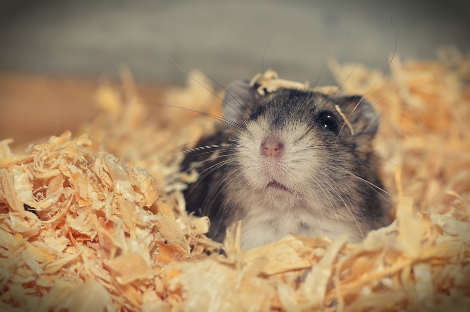 Den syriske hamster graver ofte savsmuldtunneler. Derfor er det bedst at give ham lidt mere.