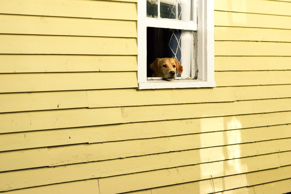 Adskillelsesangst kan påvirke enhver hund. Det er værd at forhindre dette og lære hunden at være alene hjemme.