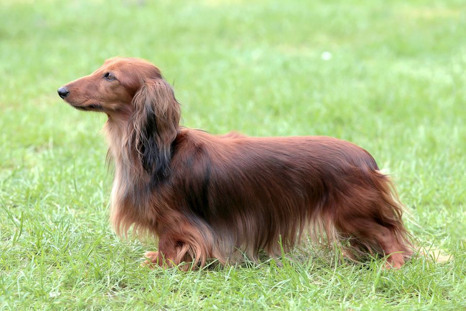 Den langhårede Dachshund i fuld pragt. Den lange krop, de korte ben og de lange ører, der er karakteristiske for denne race, tiltrækker opmærksomhed.