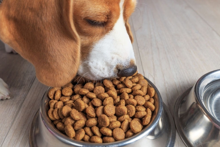 Beagle hund under et måltid