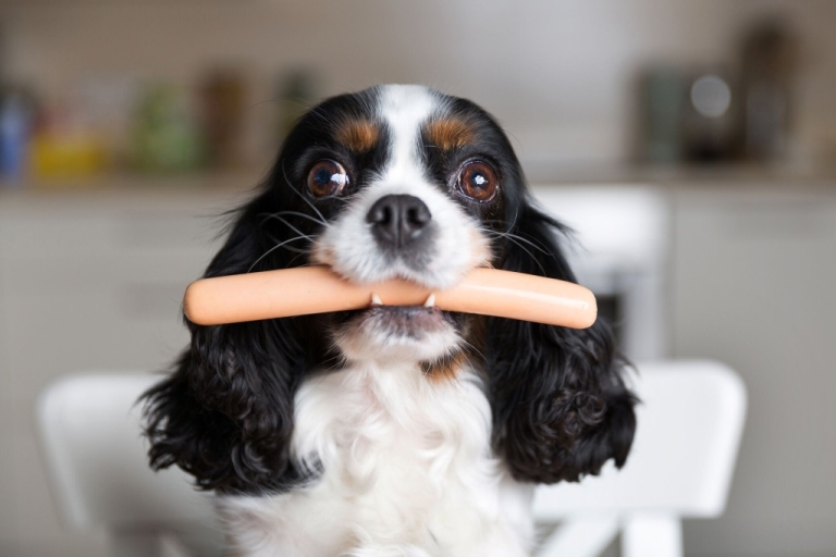 Kong Charles Spaniel hund med pølse