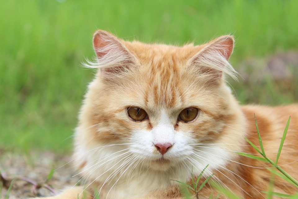 En ingefærkat udendørs, katte udendørs har større chance for at få en løbende næse og sygdom.