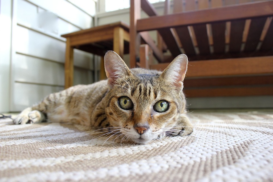 Du skal neutralisere en kat og en kat. Ved at kastrere en killing kan du forhindre fødslen af op til 100 uønskede killinger.