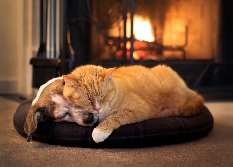 Hvalpen og katten sover sammen i hulen ved pejsen.