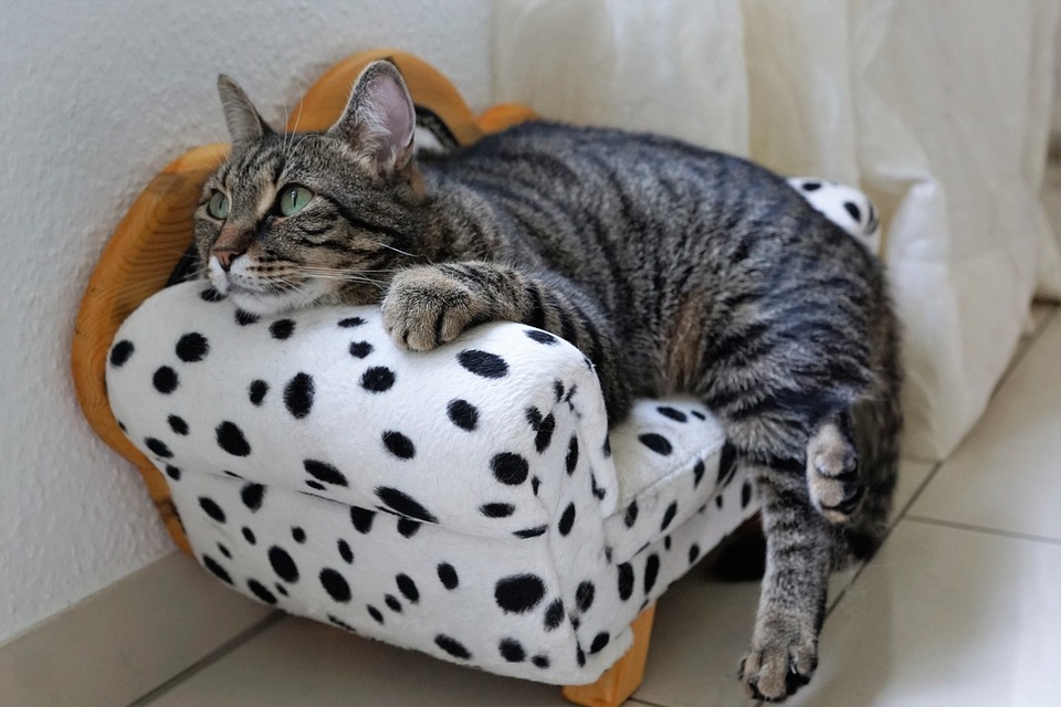 Katten hviler på mini-sofaen.