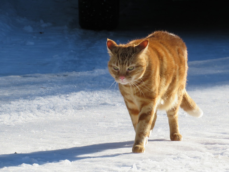 Katten løber i sneen. For kattens sikkerhed er det bedre ikke at lade den være ude.