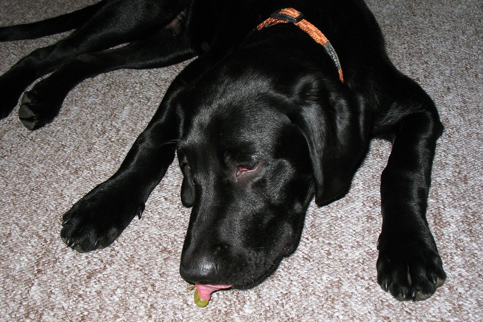 Sort Labrador vil spise en drue. Druer er ekstremt giftige for hunde! De skader langsomt leveren og kan endda forårsage alvorlig leverforgiftning.