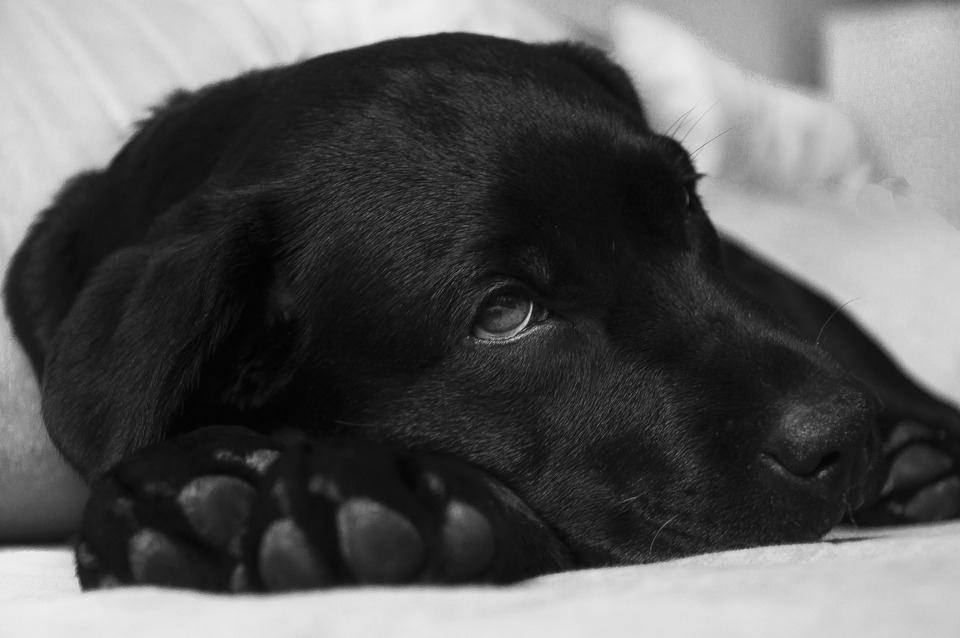 Den sorte Labrador ligger med hovedet på forbenene og kigger ud i det fjerne.