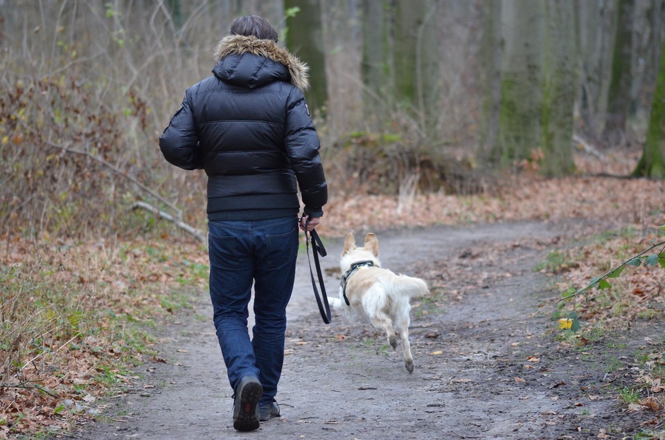 For din egen sikkerhed og for sikkerheden for en hund, bør vi altid føre den i snor. Du kan bruge snore med stor rækkevidde, så hunden kan løbe frit.