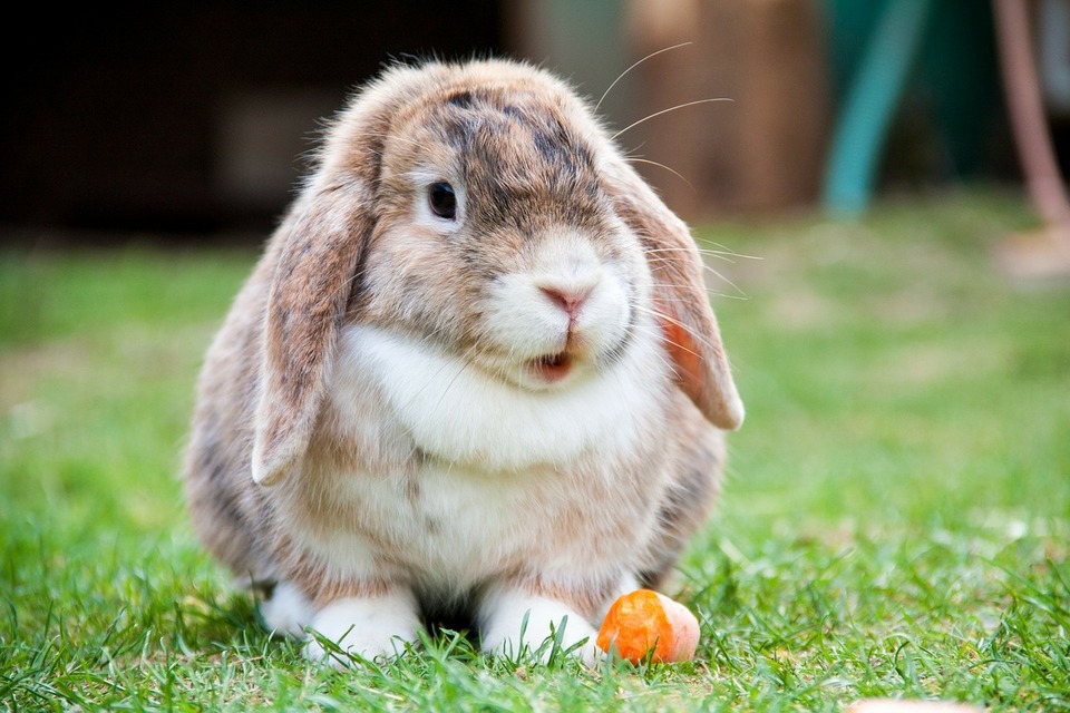 Mini-Lop-kaninen spiser en gulerod. Han står med åben mund i græsset.