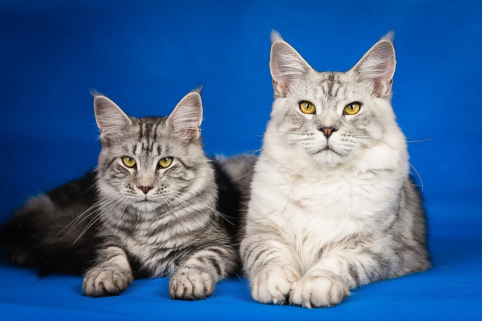 Maine Coons er tilladt i alle farver og mønstre. Pelsen hos katte af denne race skal være ensfarvet eller stribet.