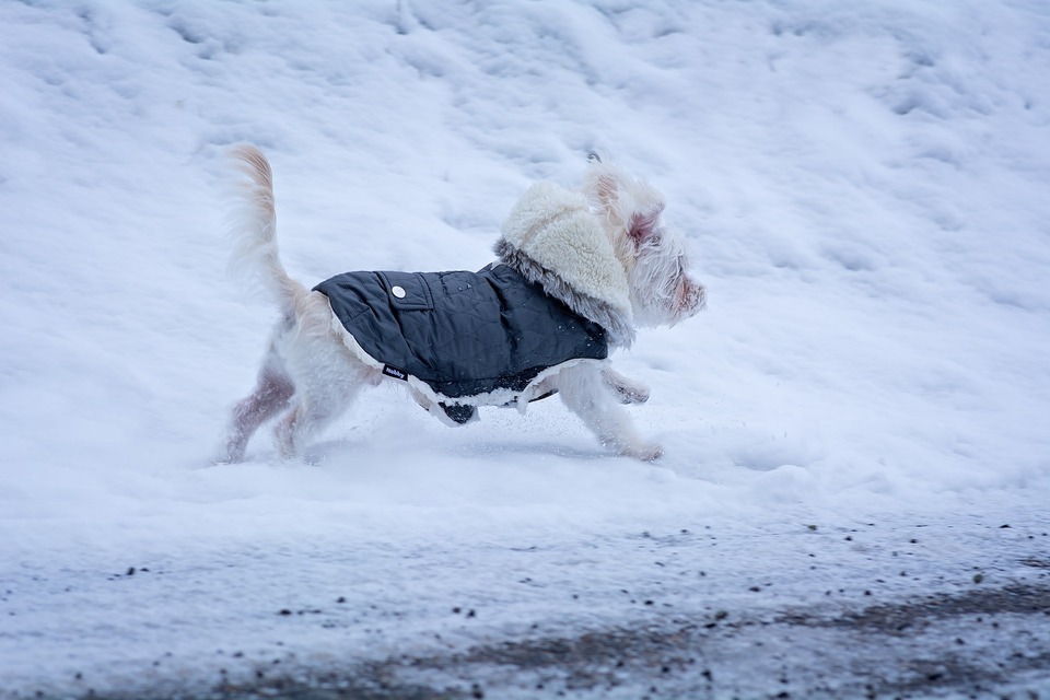 Tøjet til hunden skal sidde godt og må ikke begrænse hundens bevægelser.