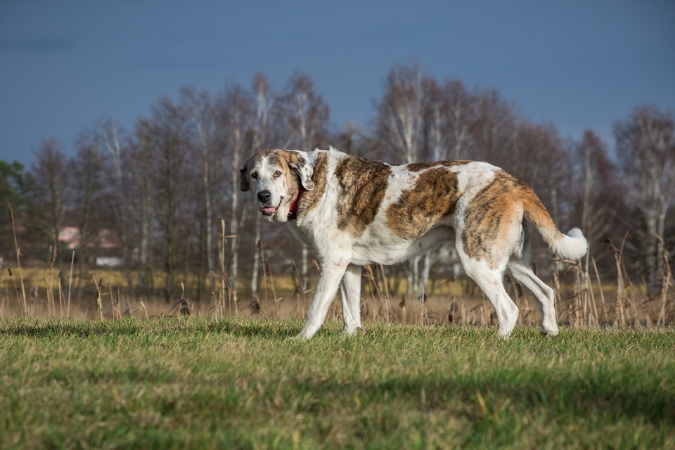 En stor hund står på en lysning. Store hunde lider meget oftere af ledsygdomme.