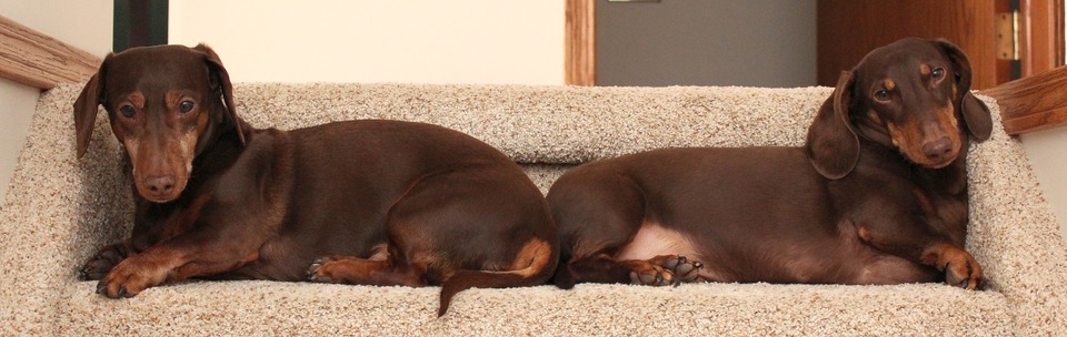 Som en lille hund i lejligheden fungerer Dachsen meget godt. Men ikke alle ved om dens jagtinstinkt og behovet for et aktivt liv. 