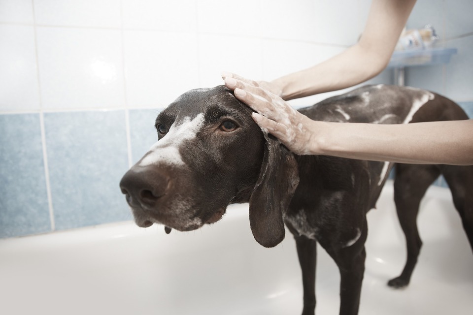 Hundebade kan være behagelige. Det kræver kun forberedelse og tilvænning af hunden til et bad.