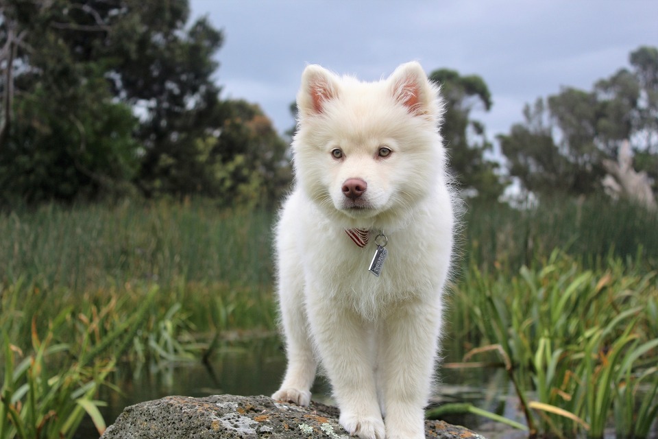 At en hund fælder er helt naturligt og kan ikke forhindres 100%.